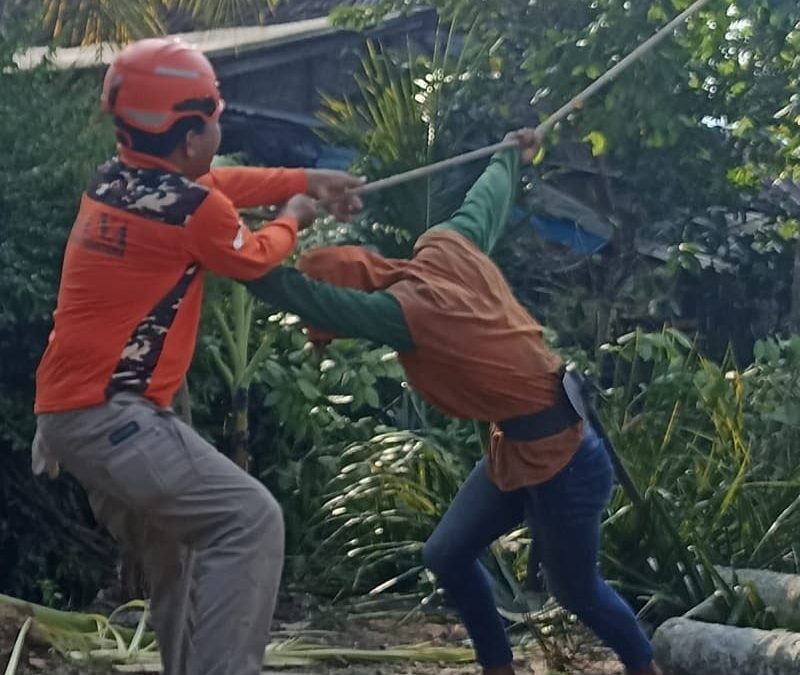 BAGANA Cilacap Tanggap, Tebang Pohon Kelapa Berbahaya di Bajing Kulon