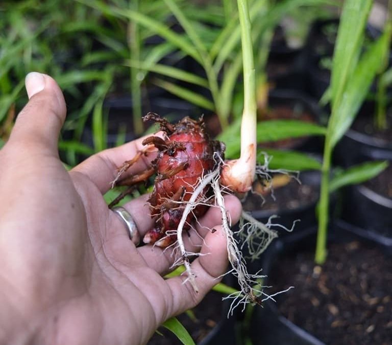 Jahe Merah Organik: Bagaimana Cara Budidaya yang Benar?