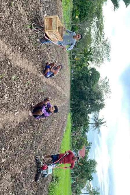 Karang Taruna Kemuning Muda Budidaya Seribu Jahe Merah untuk Swasembada Pangan