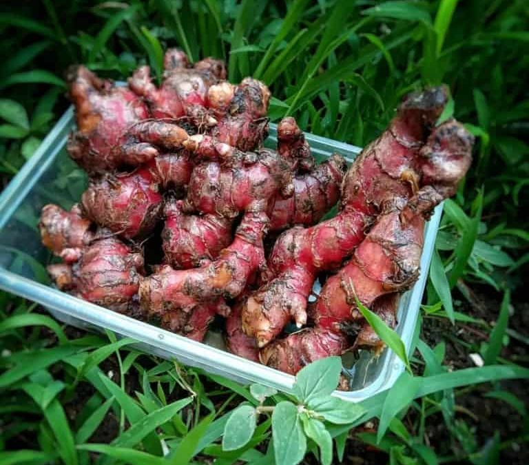Benarkah Jahe Merah Bisa Membantu Menurunkan Gula Darah?