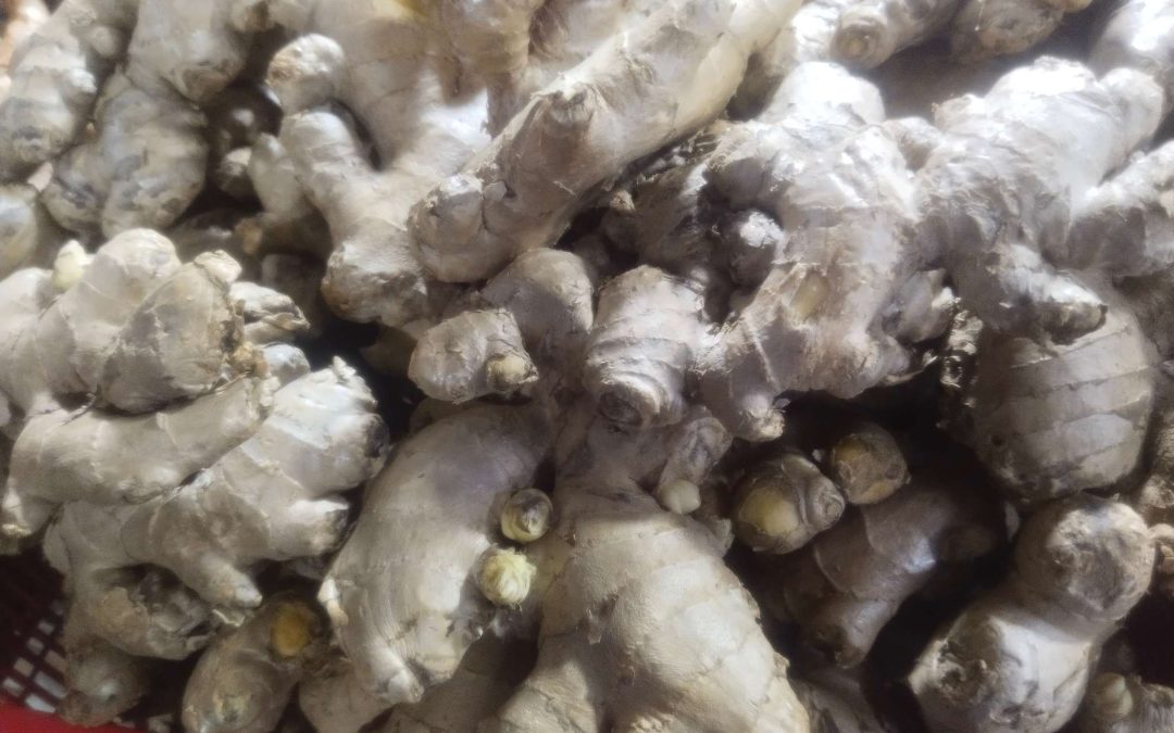 Jahe: Tanaman Herbal dengan Segudang Manfaat Kesehatan